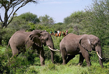 Kenya-Chyulu-Chyulu Hills Riding Safari in Kenya